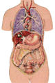 Calcdoine sur le plan physiologique