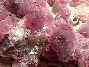 fluorite rose