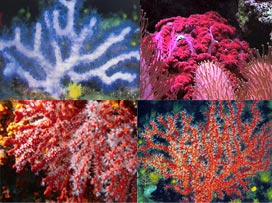 Quelques formes et couleurs que peuvent prendre le corail